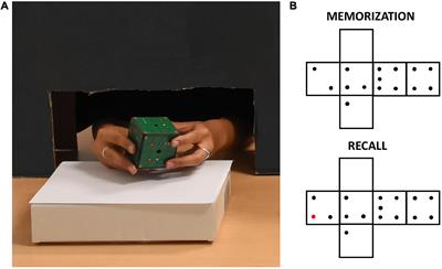 Early blindness modulates haptic object recognition